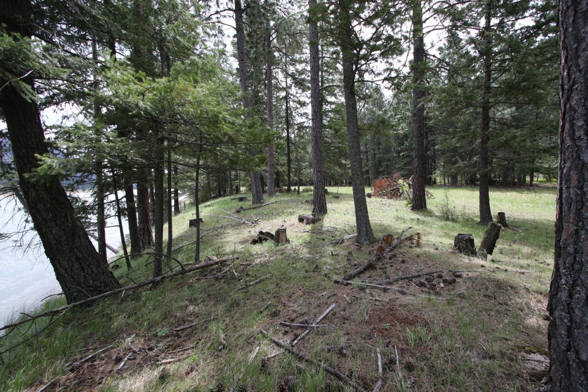 Wooded riverfront land with a grassy clearing and pine trees beside the river.