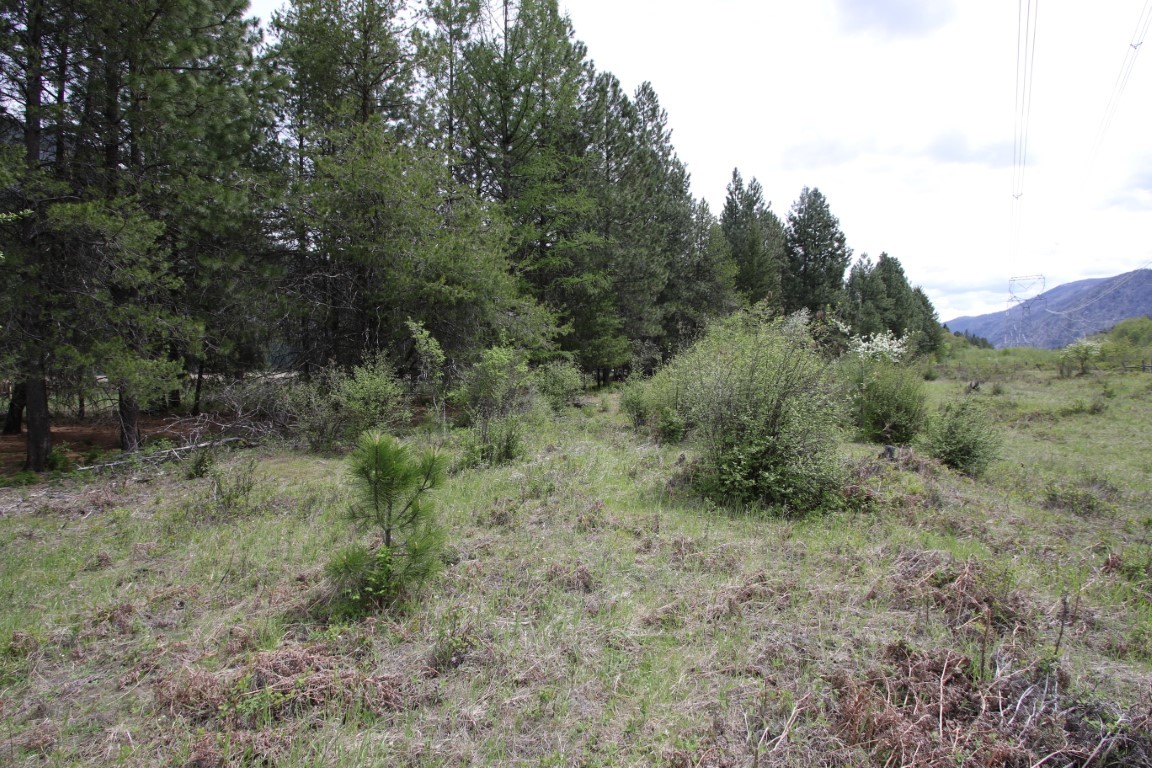 Rural land clearing bordered by pine trees, with utility lines and distant mountains.