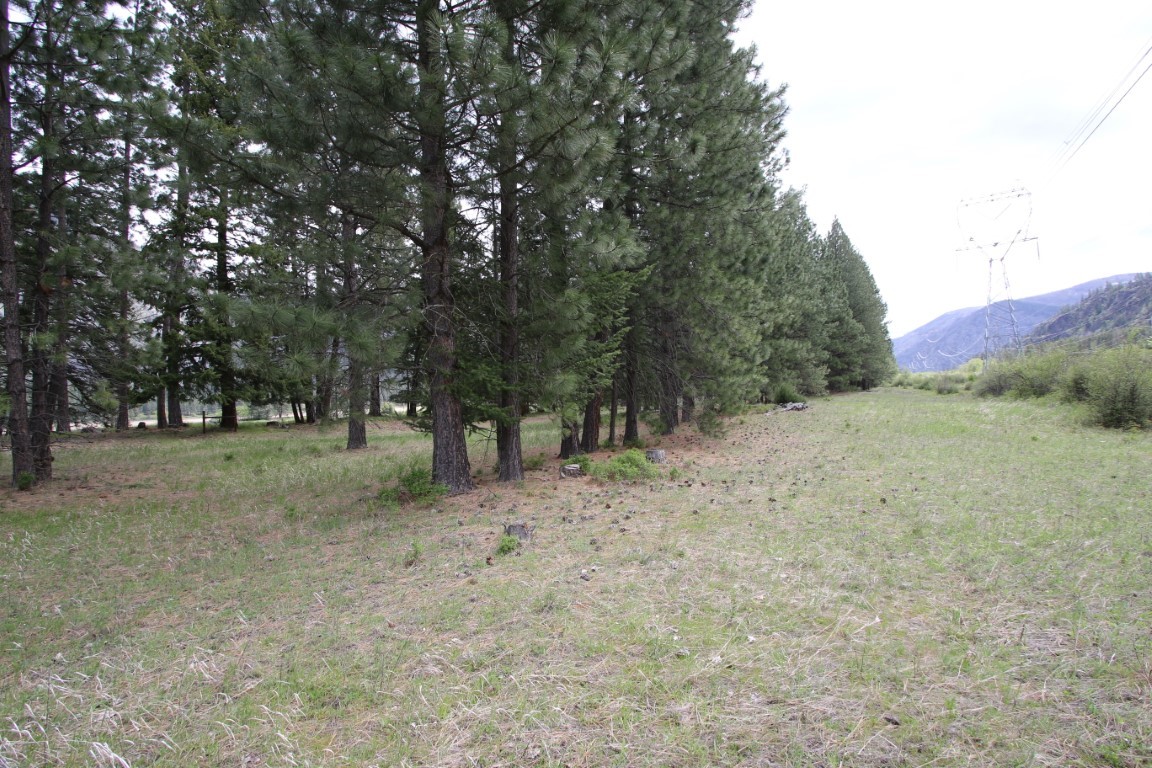 Grassy land bordered by tall pines, with distant mountains and utility lines.