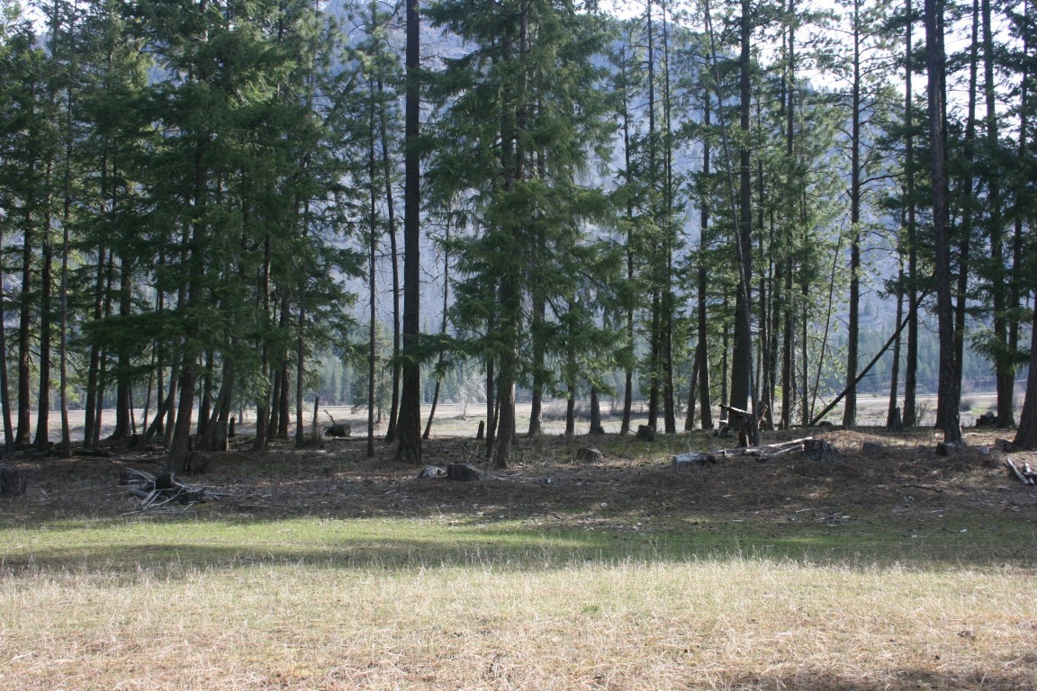 Wooded land with tall evergreens, dry grass, and mountains visible through the trees.