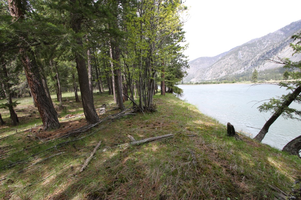 Wooded riverbank with pine trees, grassy ground, and a mountain across the water.