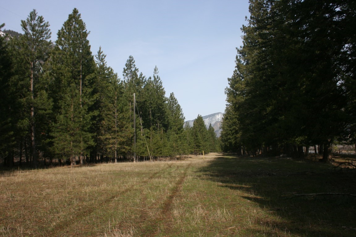 Wooded land with a grassy clearing, utility pole, and distant mountain.