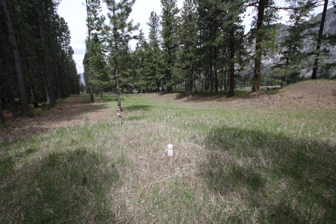 Open grassy land with pine trees and small white survey markers.