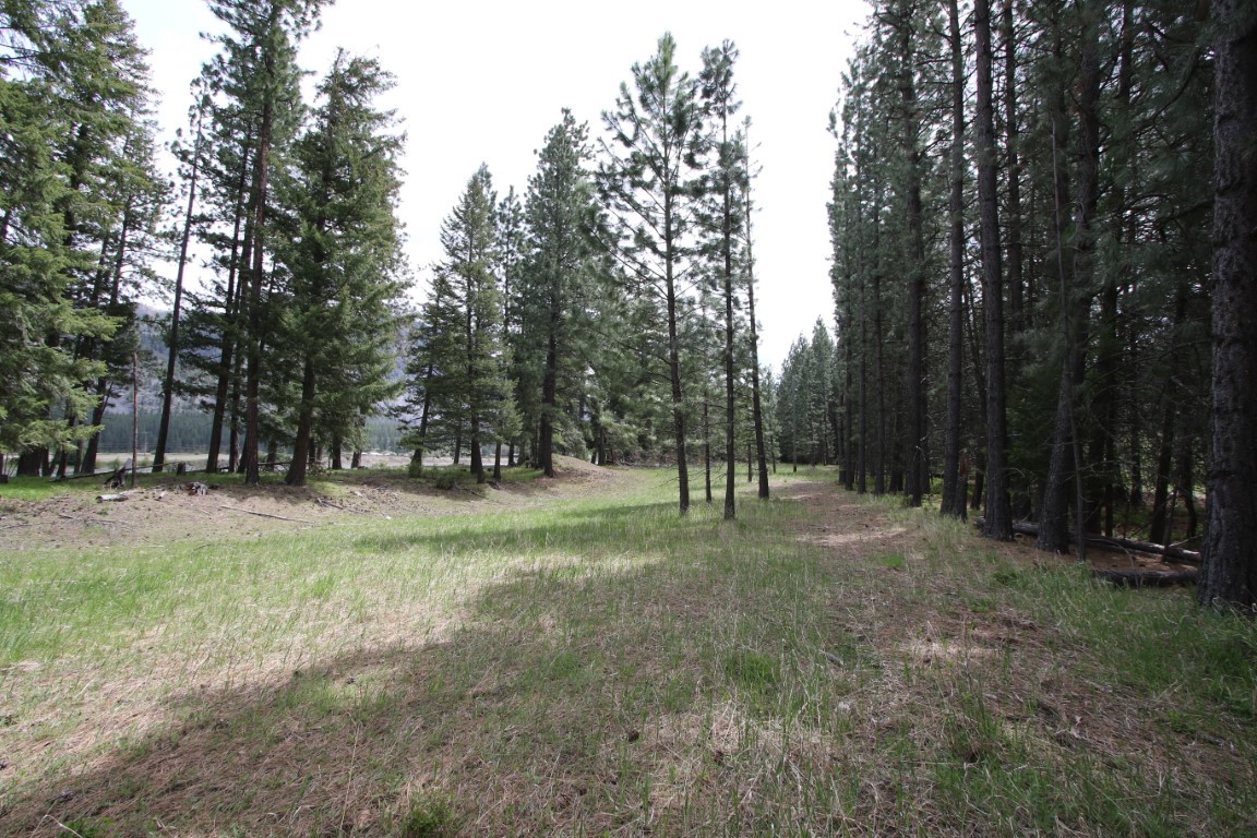 Wooded land with a grassy clearing among tall pine trees.