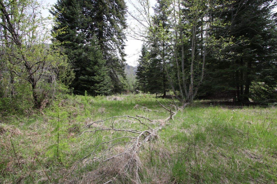 Grassy clearing surrounded by evergreen and budding deciduous trees, with fallen branches in the foreground.