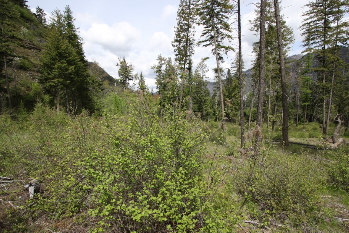 Wooded vacant land with dense shrubs, tall pines, and mountain slopes in the background.