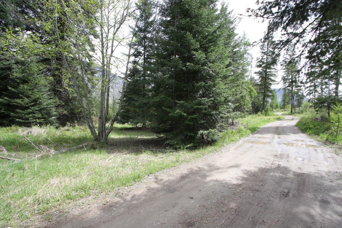 Wooded land with a curving dirt road and puddles beneath evergreen trees.