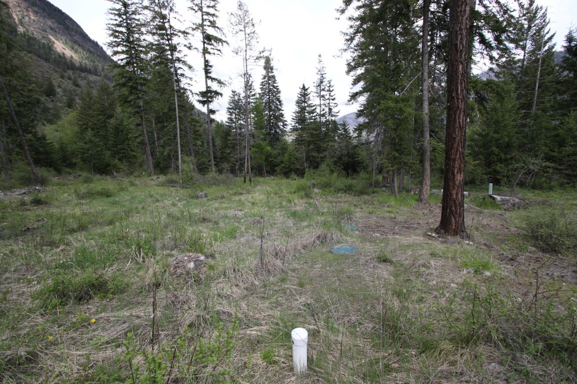 Vacant wooded parcel with a grassy clearing, tall conifers, and a mountain slope beyond.
