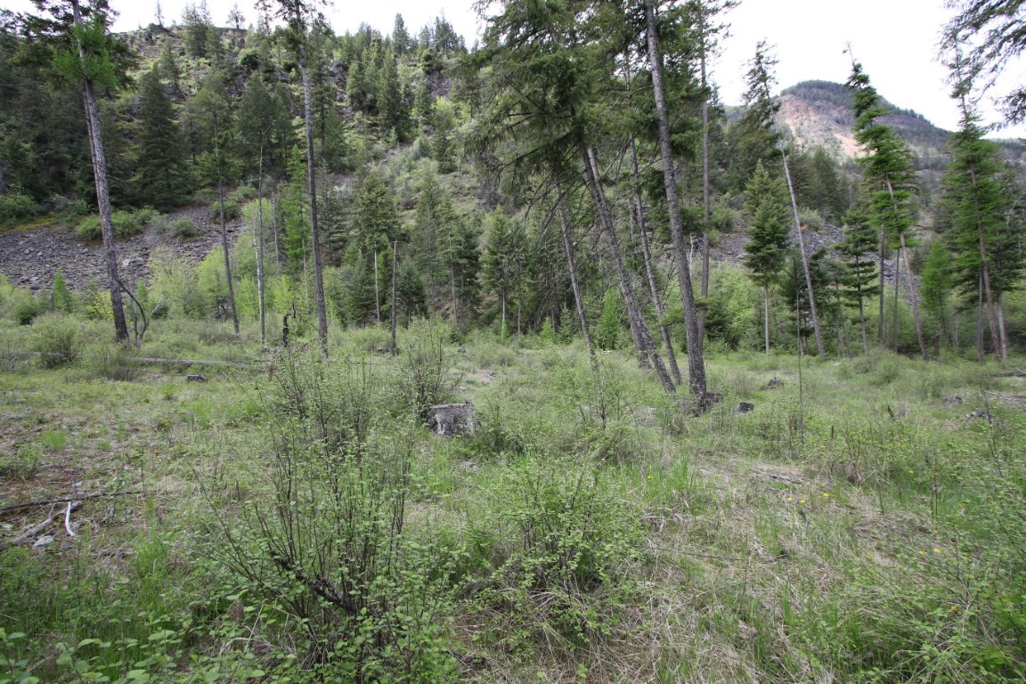Wooded vacant land with grassy brush, pine trees, and a rocky mountain slope behind it.