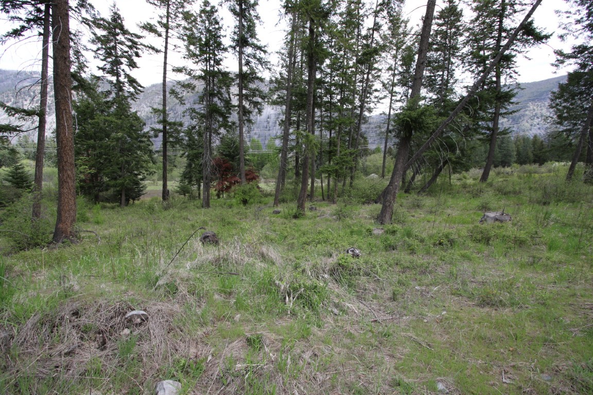Wooded vacant land with scattered evergreens and mountain slopes in the distance.