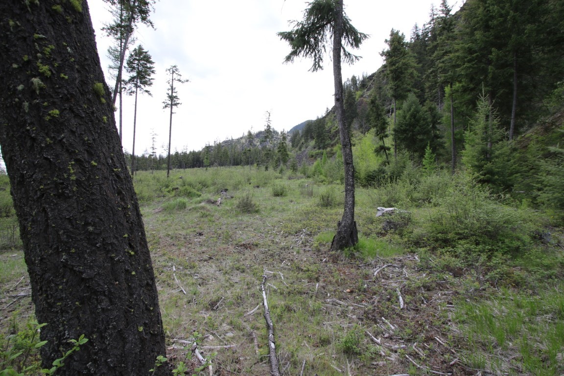 Wooded land with a grassy clearing, mature foreground trees, and a forested hillside.