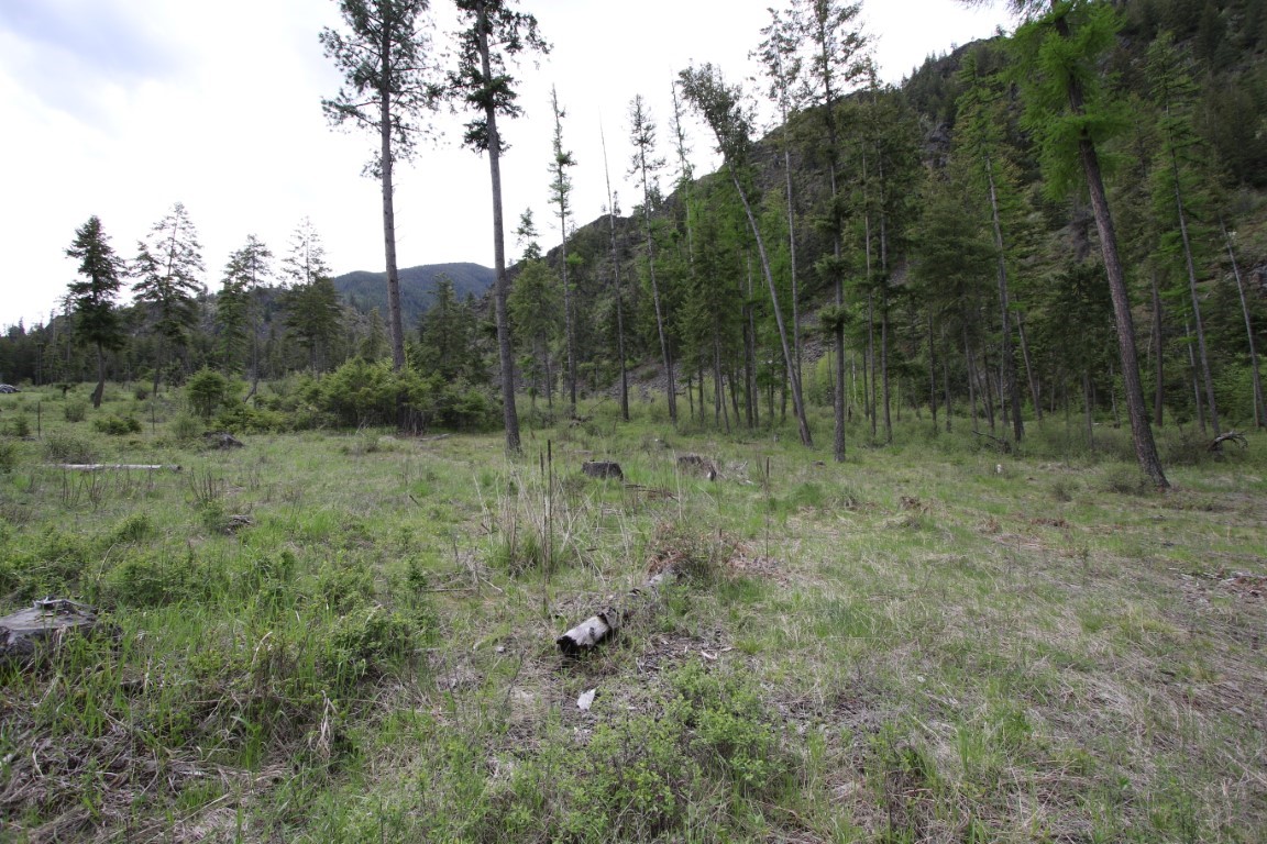Wooded vacant land with a grassy clearing, tall pines, and a forested hillside.