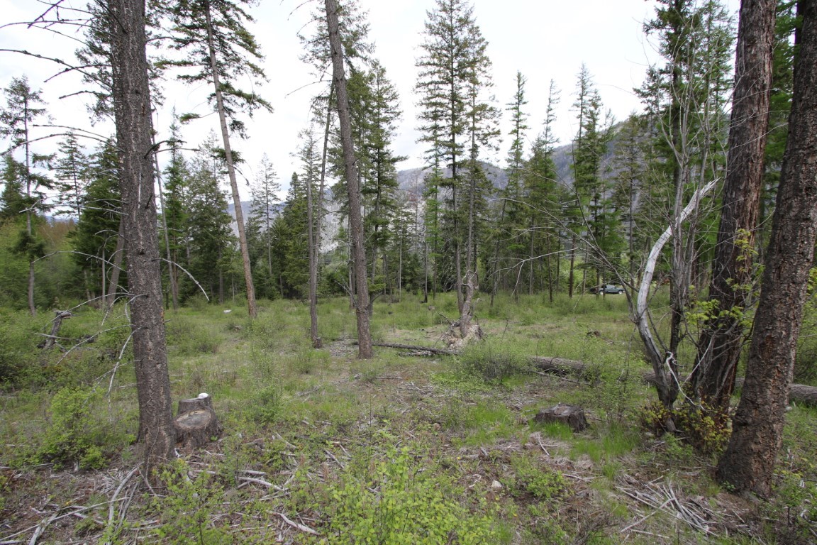 Wooded vacant land with tall evergreens, grassy clearing, and a distant mountain.
