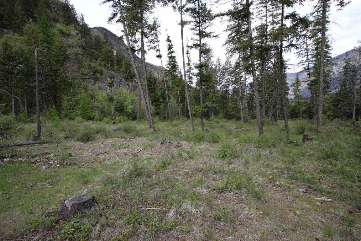 Vacant wooded land with conifers, a brushy clearing, and mountain slopes beyond.