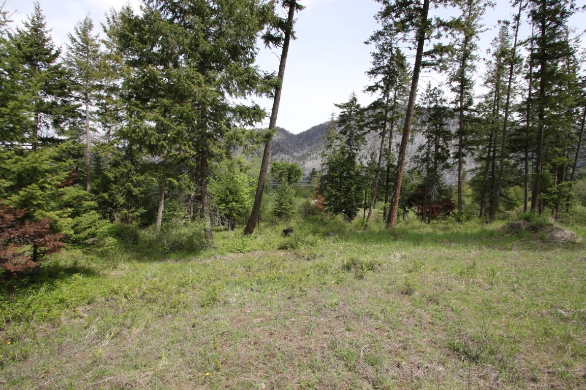 Wooded land clearing with evergreen trees and a mountain visible in the distance.