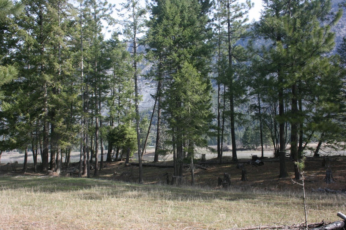 Wooded land with a grassy clearing, evergreen trees, and a mountain slope beyond.