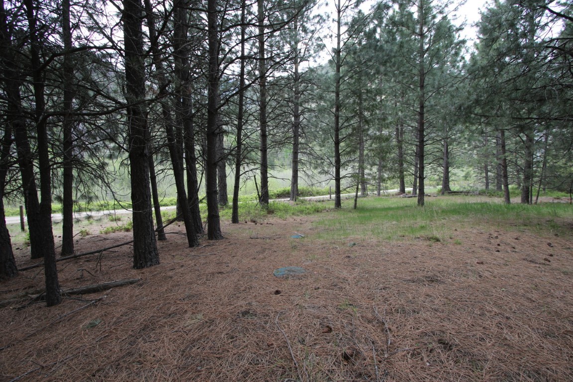 Wooded vacant lot with tall pines, pine-needle ground cover, and a road beyond the trees.