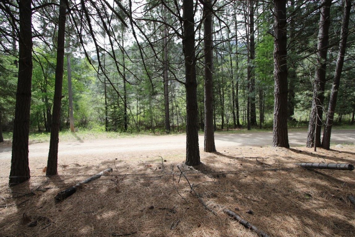 Wooded vacant tract with tall conifers beside a dirt road.