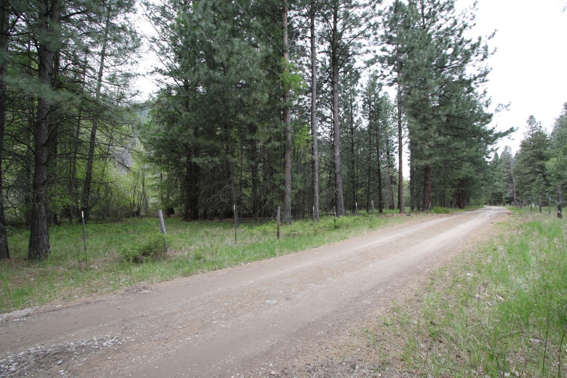 Wooded land beside a dirt road, with tall pines and a grassy clearing.