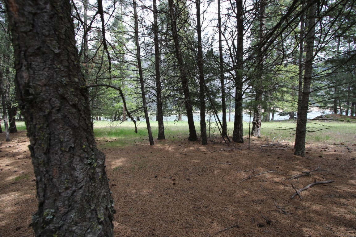 Wooded vacant lot with a grassy clearing and river visible through the pine trees.