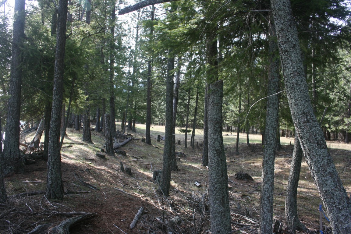 Wooded vacant land with tall conifers, scattered fallen branches, and a clearing.
