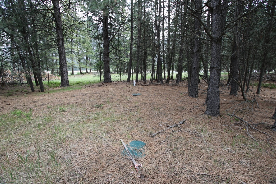 Wooded vacant land with a pine-needle clearing, green utility covers, and a white pipe.