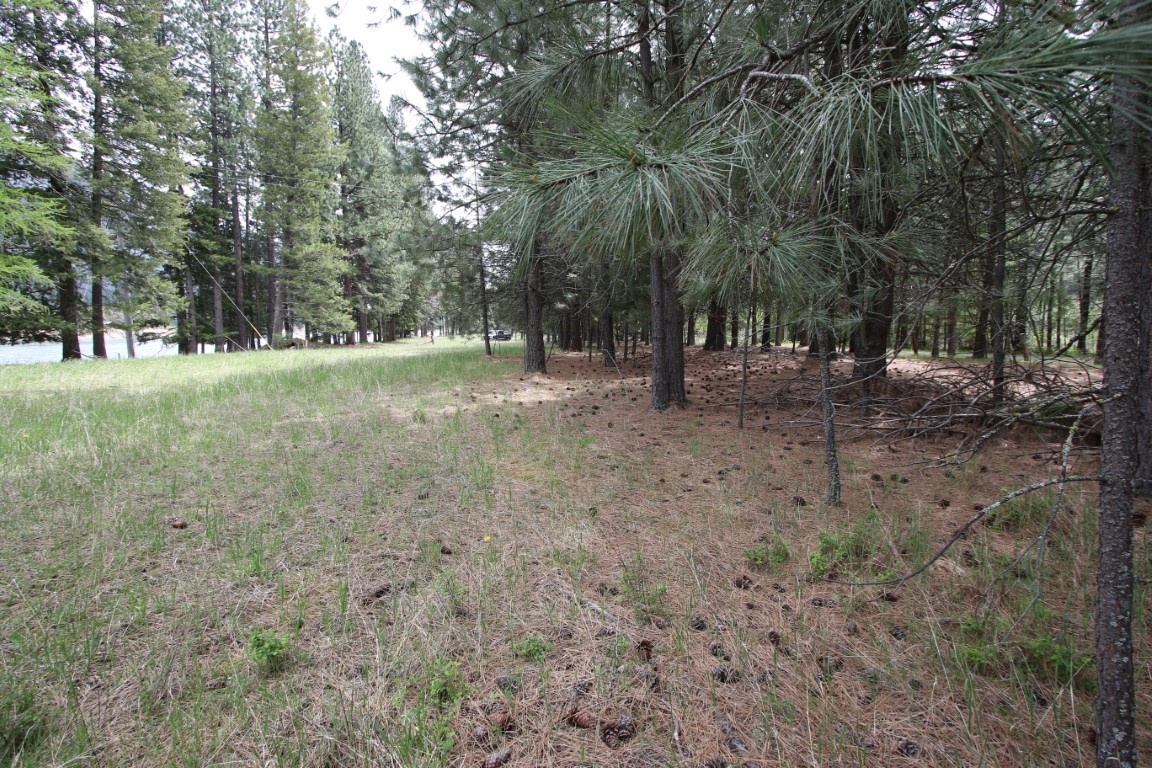 Wooded land with a grassy clearing beneath pine trees.
