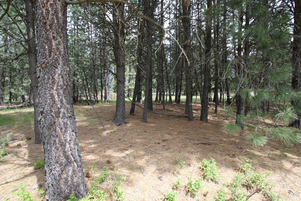 Wooded land with tall pines and a carpet of dry needles beneath the trees.