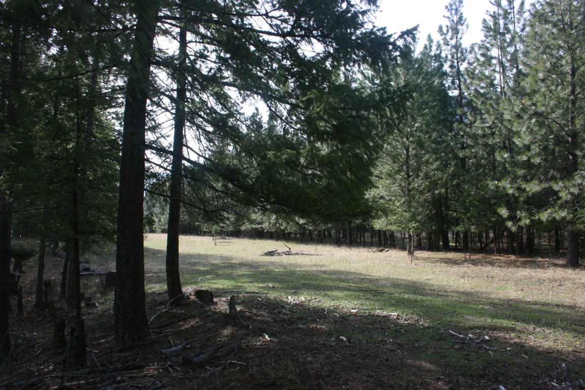 Wooded vacant land with a sunlit grassy clearing surrounded by evergreen trees.