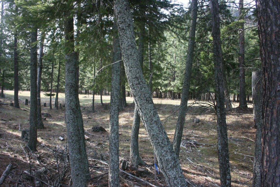 Wooded land with mature trees surrounding a small clearing.