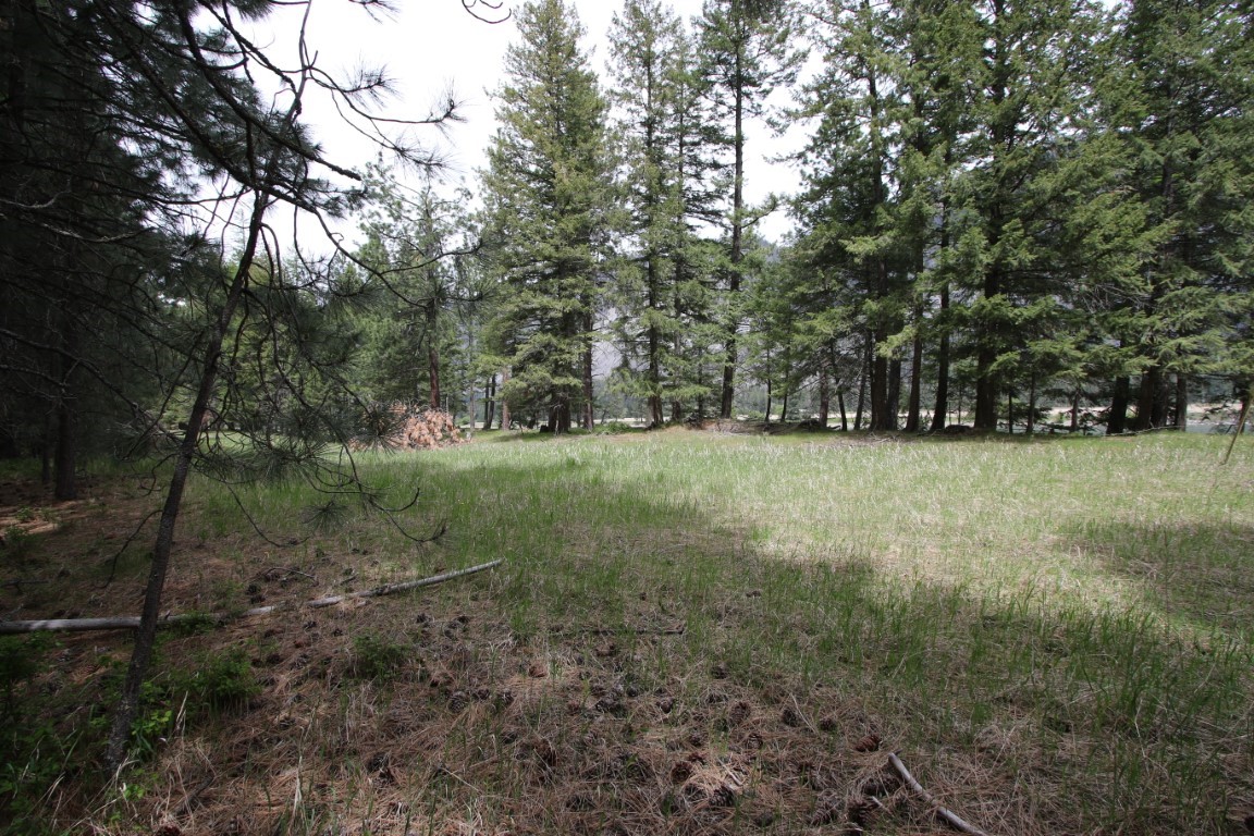 Grassy clearing bordered by mature evergreen trees, with cut logs among the trees.