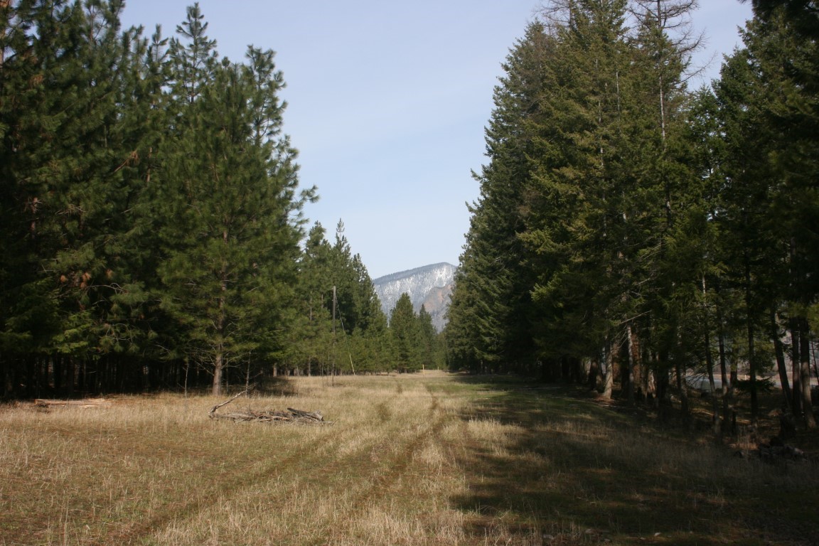 Grassy clearing between evergreen trees, with a snow-dusted mountain in the distance.