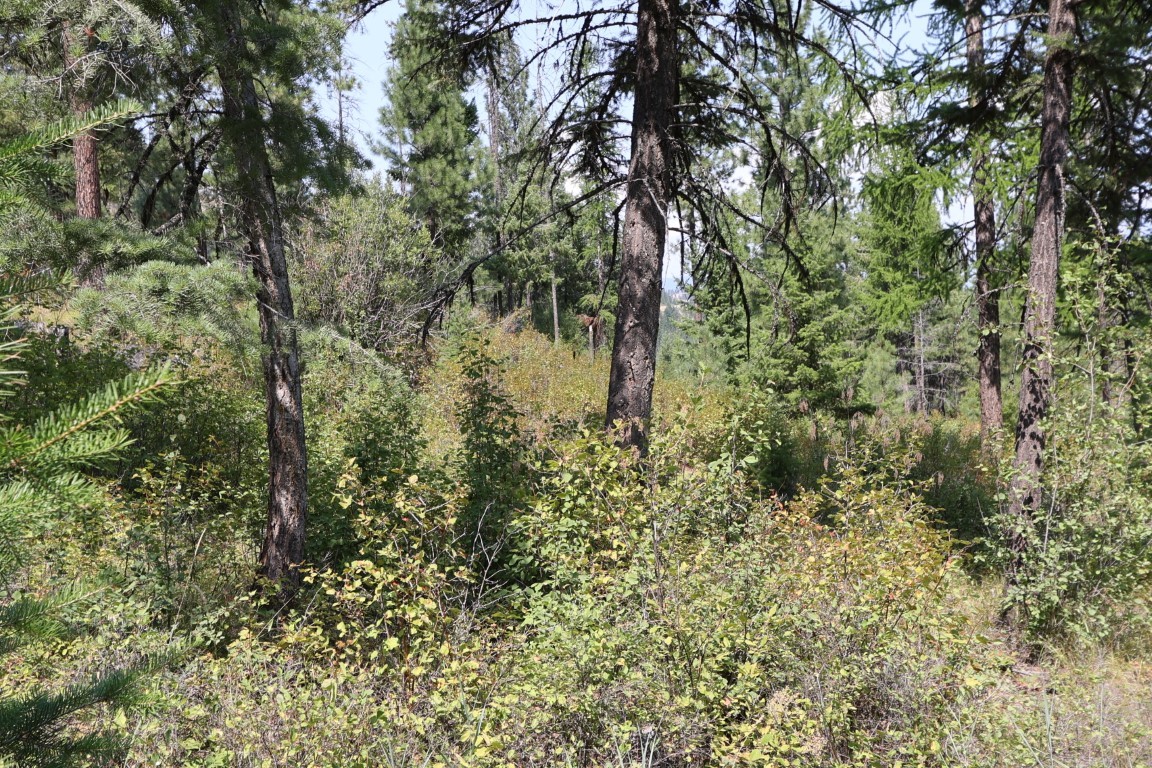 Wooded land with dense brush and mature pine trees.