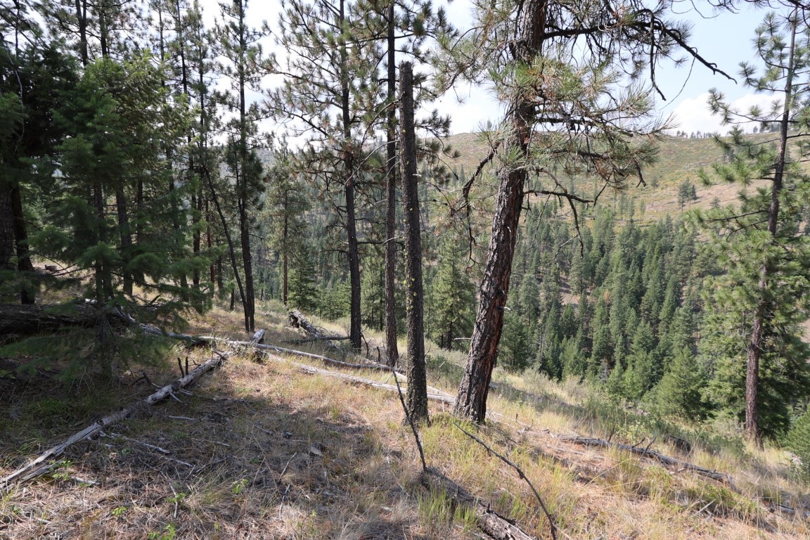 Sloping wooded land with tall pines, fallen logs, and a forested valley beyond.