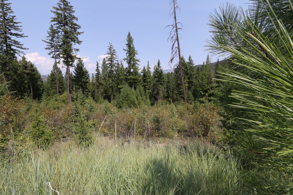 Wooded vacant land with tall grasses, dense evergreens, and distant ridgelines.