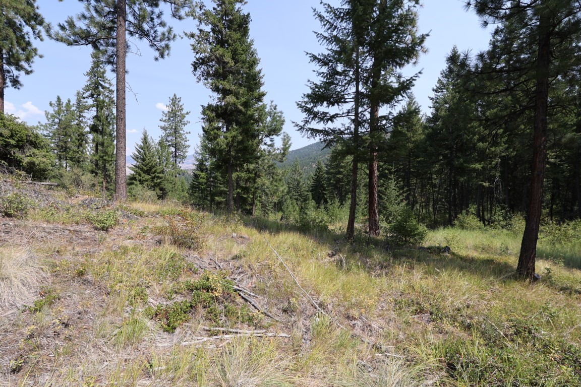 Wooded property clearing with tall pines and a forested mountain ridge in the distance.
