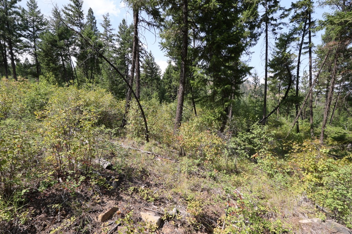 Wooded vacant land with tall evergreens, dense brush, and uneven terrain.