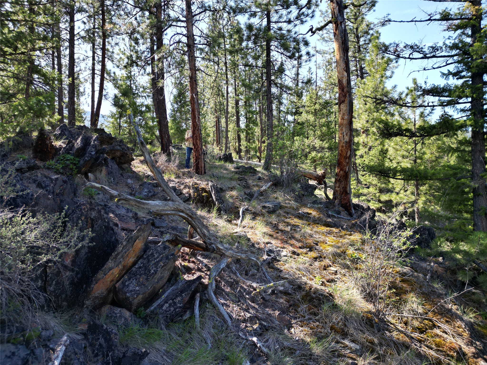 NHN Tract 1C E Fork Combest Creek Road