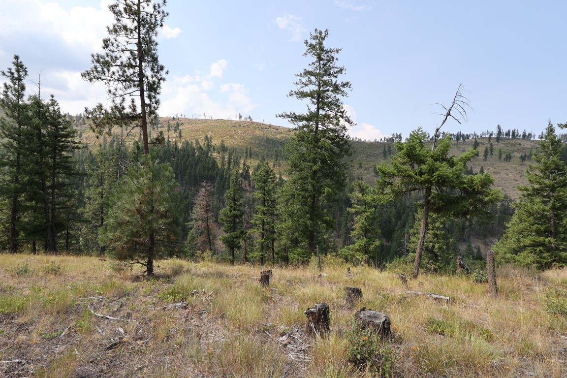 Rural hillside property with scattered pines, dry grass, and tree stumps overlooking a wooded valley.