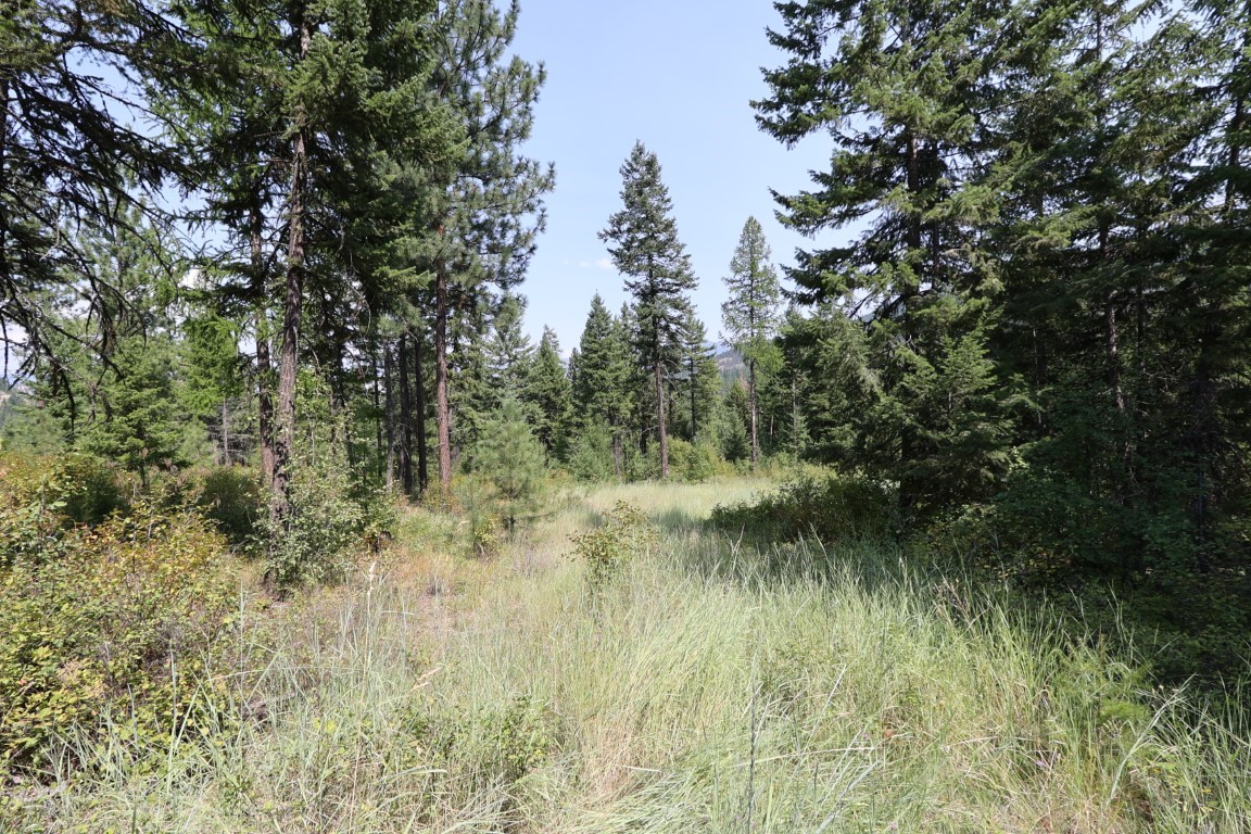 Grassy clearing surrounded by evergreen trees, with a distant mountain ridge.