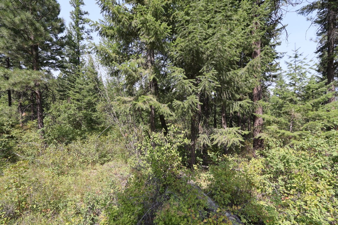 Wooded vacant land with evergreen trees and dense leafy undergrowth.