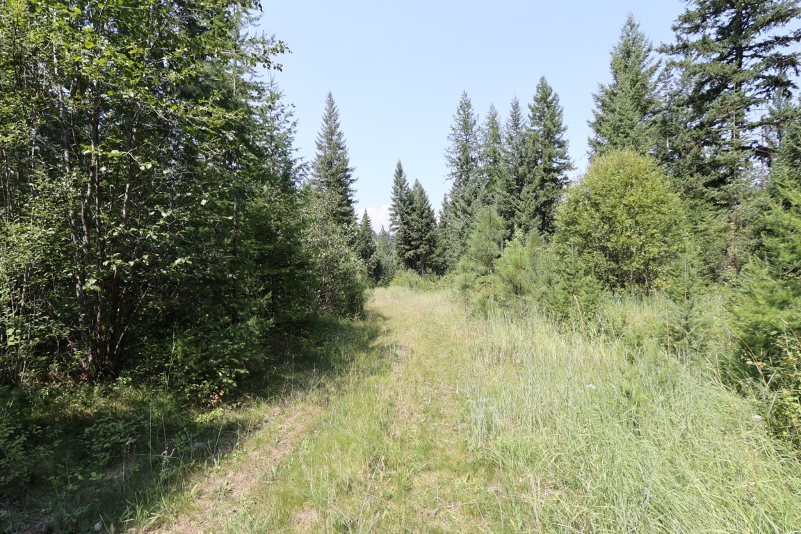 Grassy track through a wooded property bordered by tall evergreen trees.
