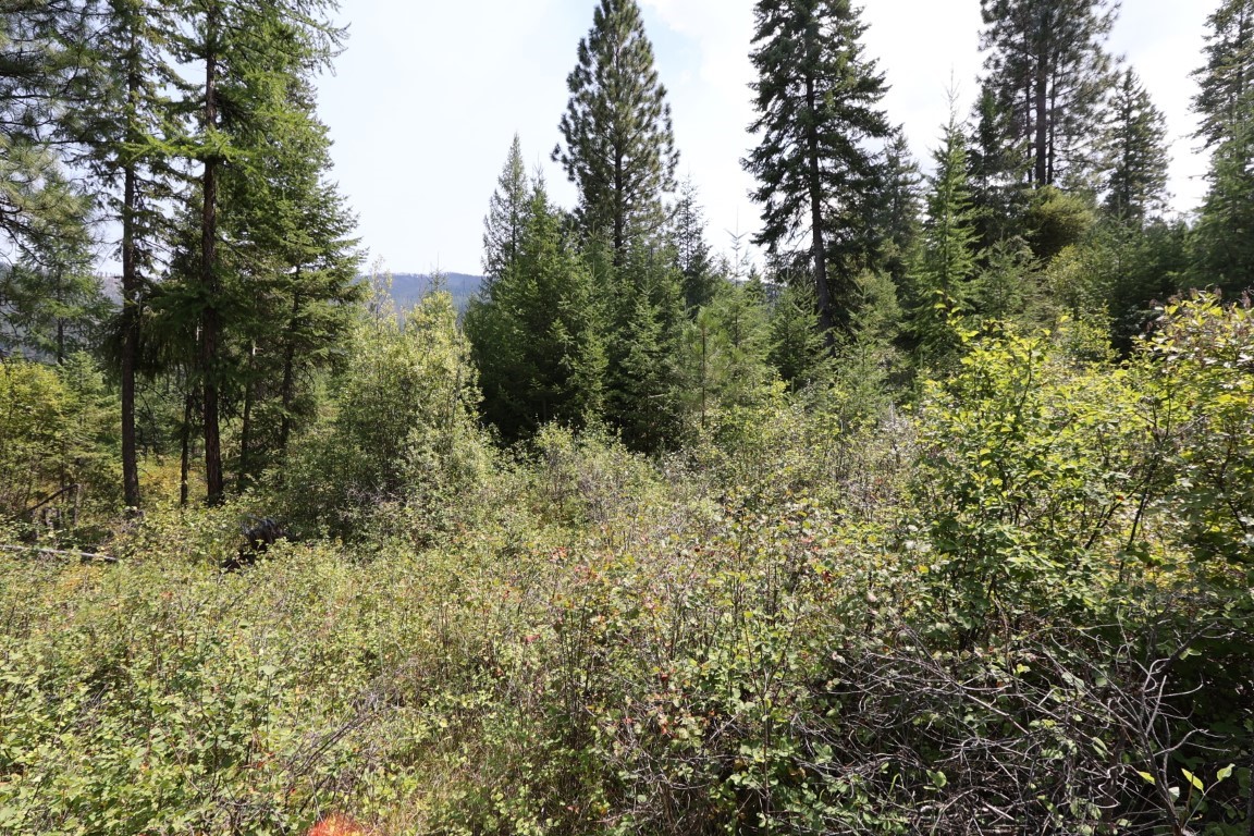Wooded land tract with dense brush, tall evergreens, and a distant ridge.