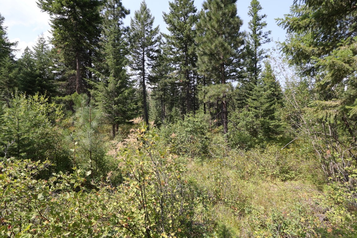Wooded land with dense evergreen trees and leafy brush.