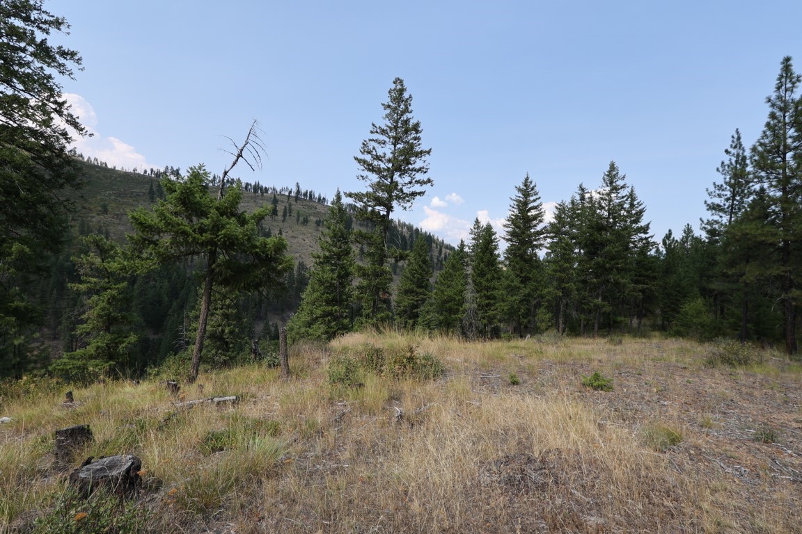 Mountain land clearing with dry grass, scattered conifers, and a forested hillside beyond.