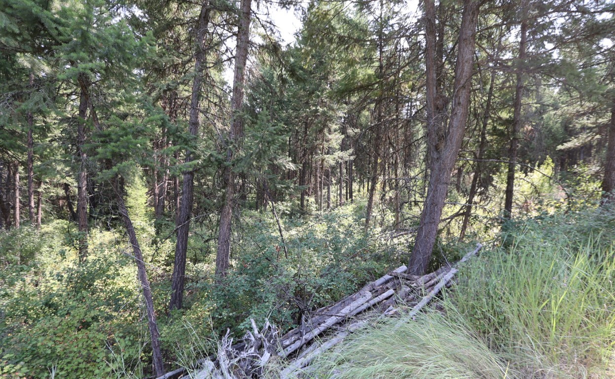 Wooded hillside with dense evergreen trees, undergrowth, tall grass, and fallen logs.
