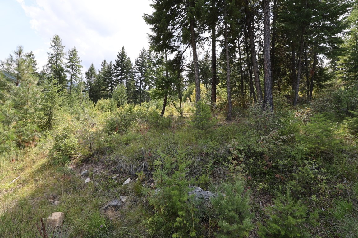 Wooded land with tall conifers, young pines, dense undergrowth, and scattered rocks.