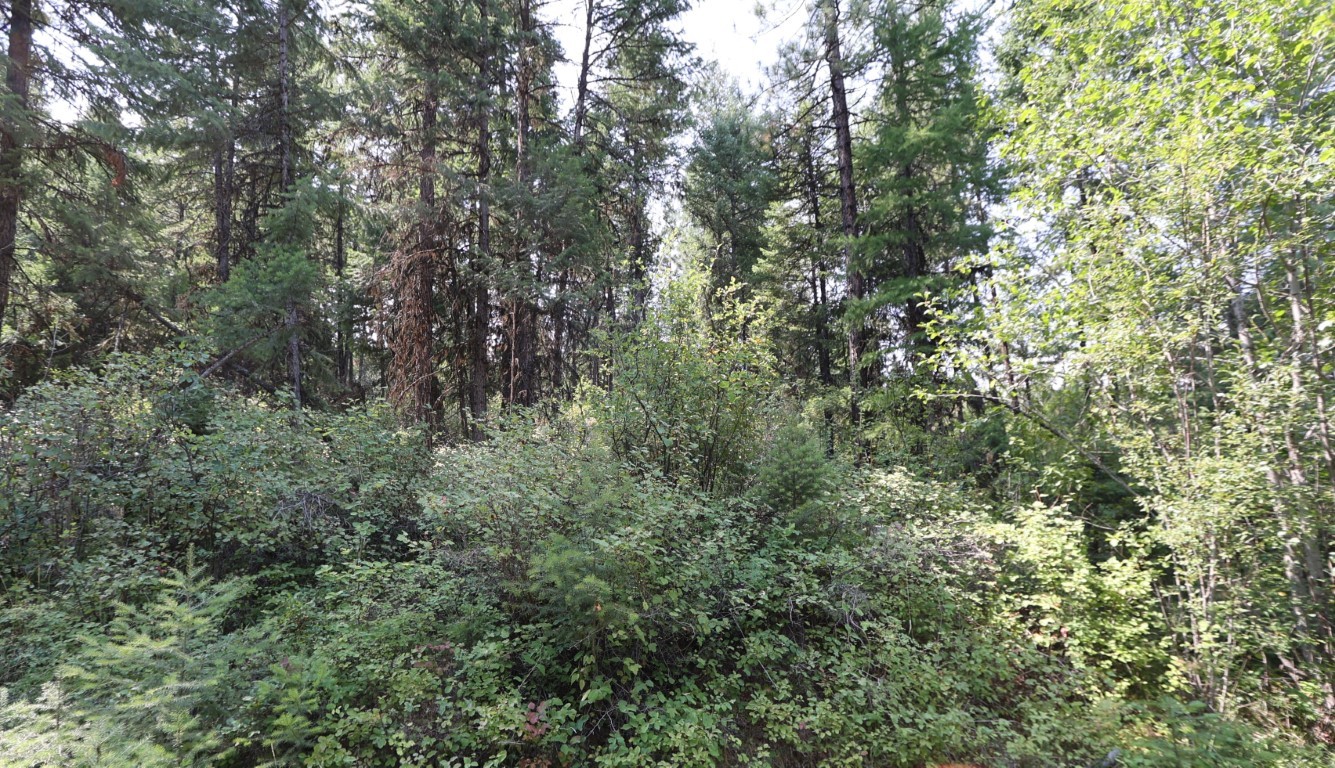 Wooded land with dense evergreen trees and thick leafy undergrowth.