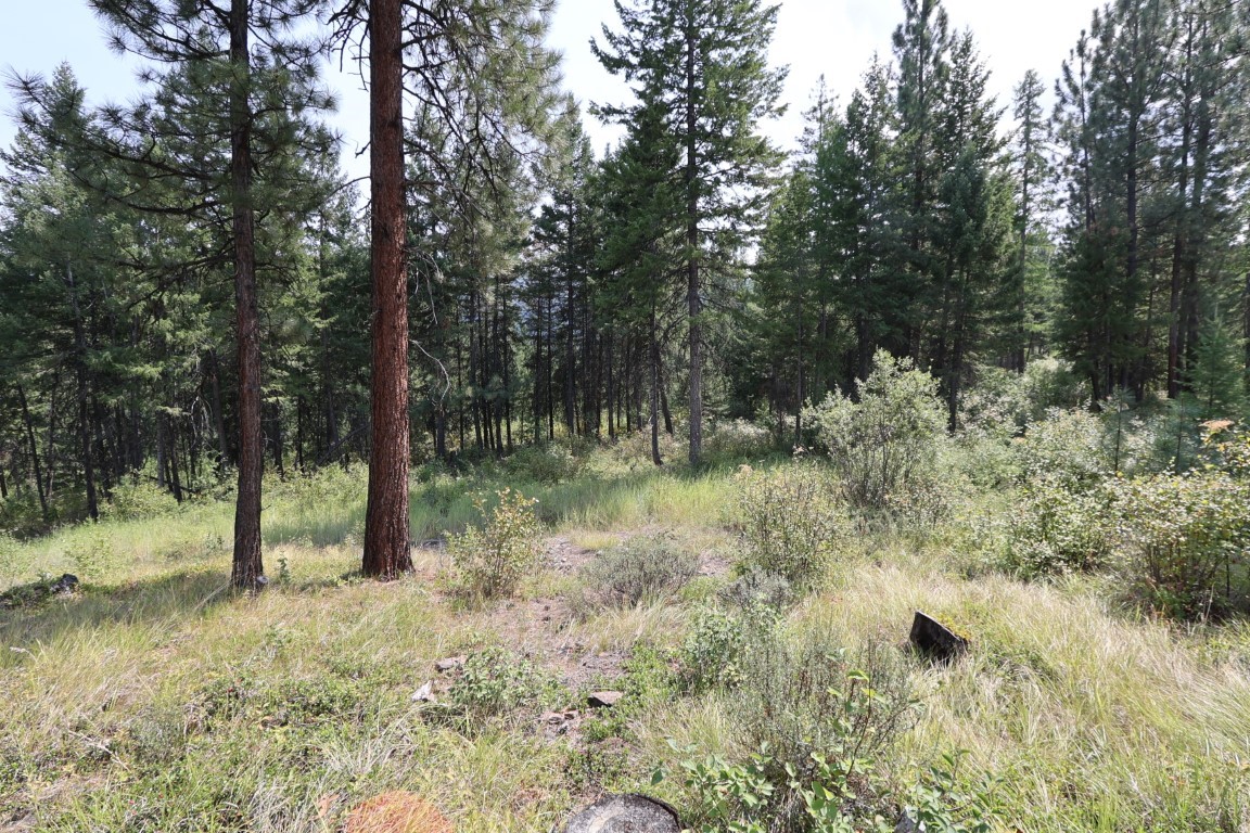 Wooded land with a grassy clearing among pine trees and brush.