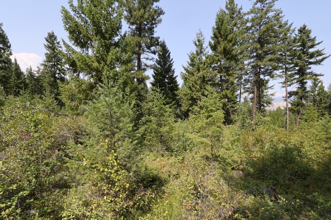 Wooded vacant land with dense evergreens, brush, and distant hills.